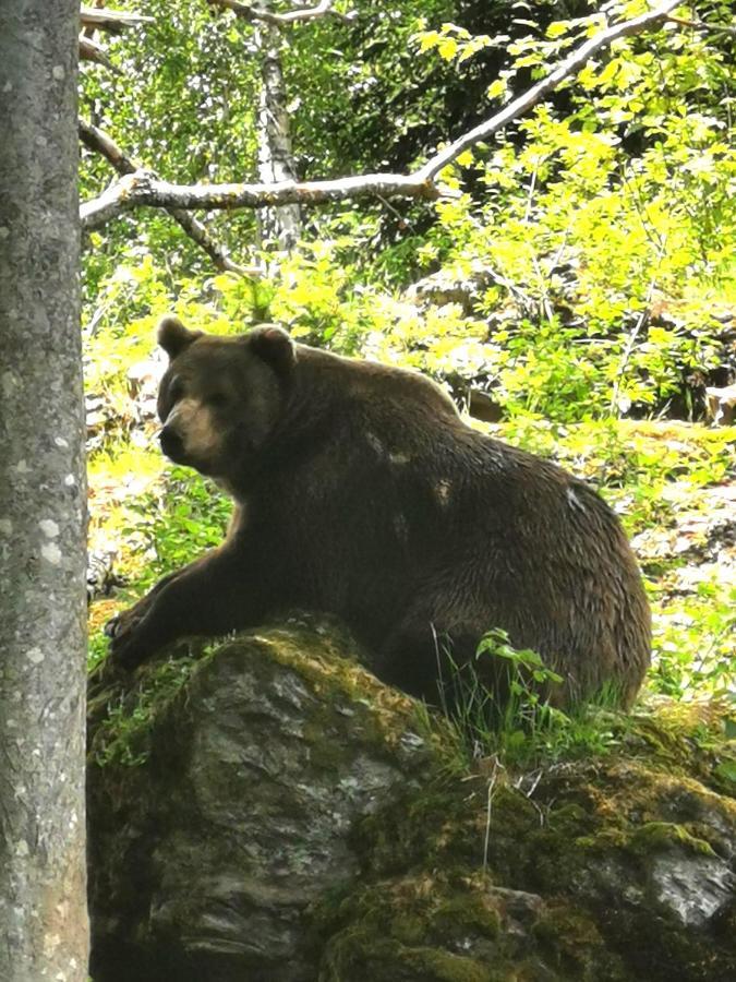 Anno - Wohlfuehlen Am Bachal In Altschoenau Neuschönau Exteriér fotografie